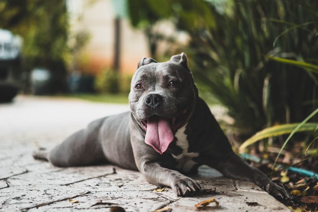 Vet School Personal Statement Editing Help With Proofreading Vet vet-school-personal-statement-editing-help-with-proofreading-vet